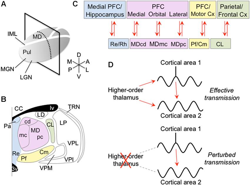 大脑深处丘脑的“意识开关”？