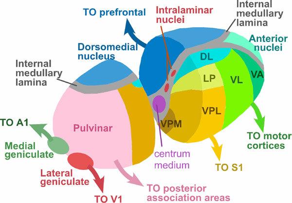 大脑深处丘脑的“意识开关”？