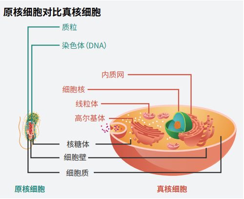 线粒体和真核生物的起源