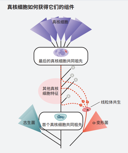 线粒体和真核生物的起源