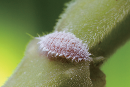 线粒体和真核生物的起源
